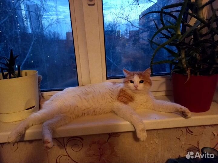 Котик ищет дом