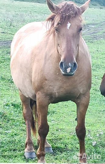 Лошадь живым весом