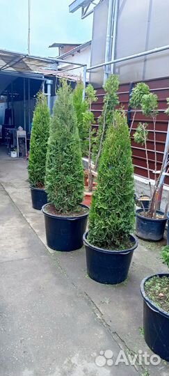 Туи смарагд, колумна