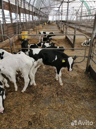 Телята бычки до 4мес