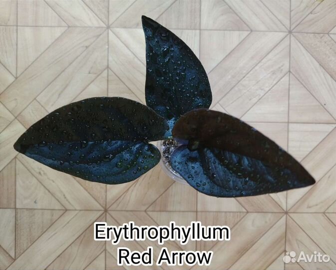 Сингониумы коллекционные