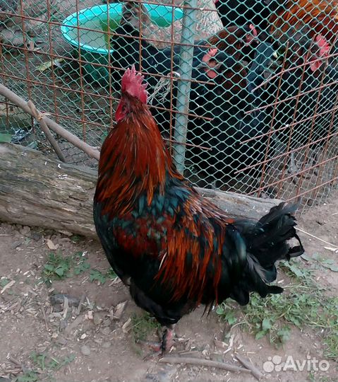 Петух маран черно-медный