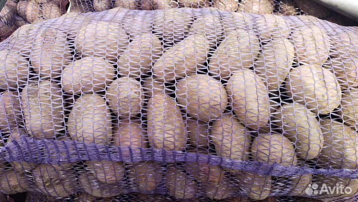 Продам картофель