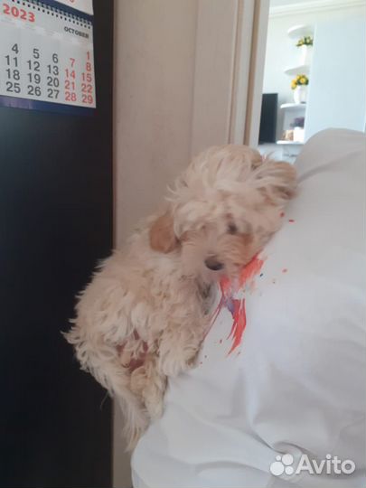 Щенок мальтипу