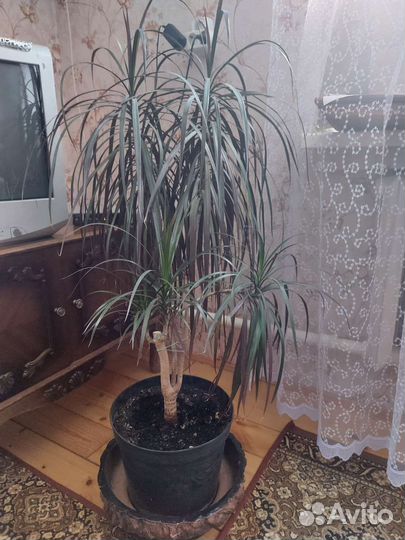 Пальма драцена