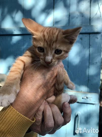 Котик рыжий