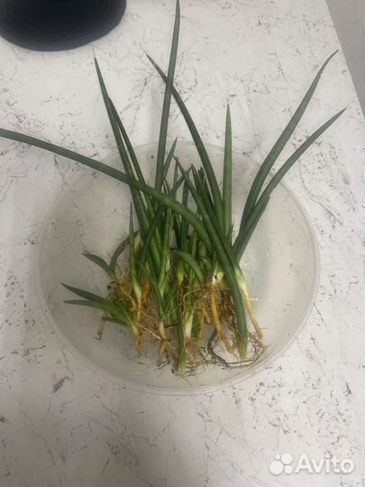 Сансевиерия цилиндрика