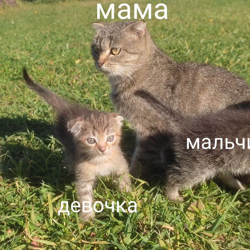 Котята метисы от вислоухих родителей