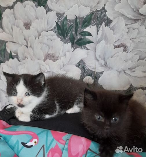 Кошка в дар