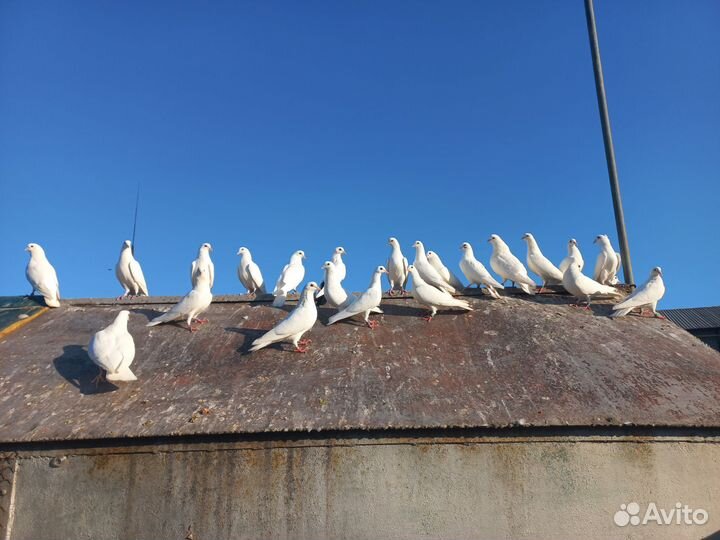 Белые бакинцы