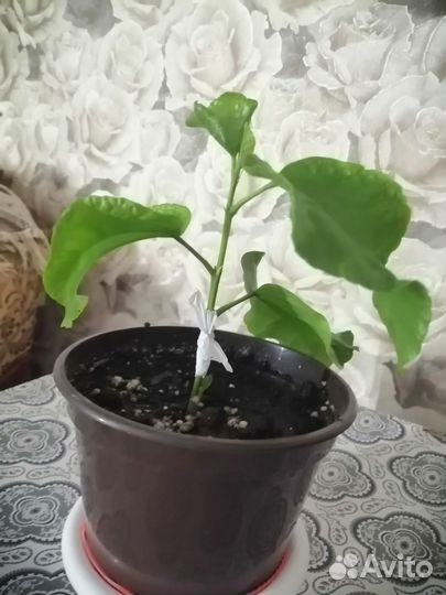 Гибискус сортовой