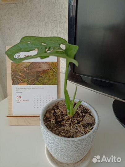 Монстера манки маск