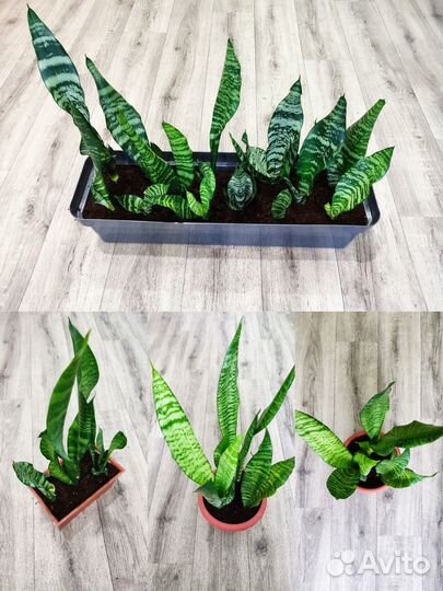 Сансевиерия Тёщин язык /Декабрист/ Фиалки/ Рео