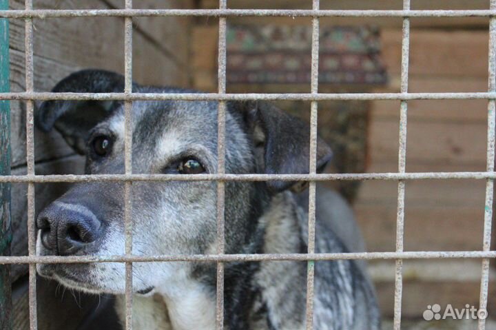 Собака в добрые руки, Барс