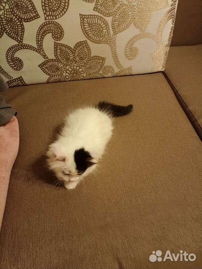 Кошка в дар бесплатно