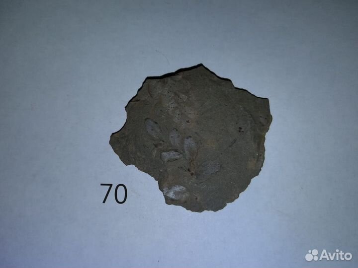 Окаменелые растения. Карбон