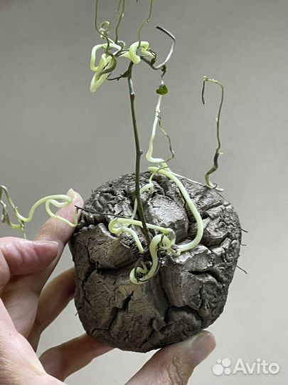Dioscorea elephantipes