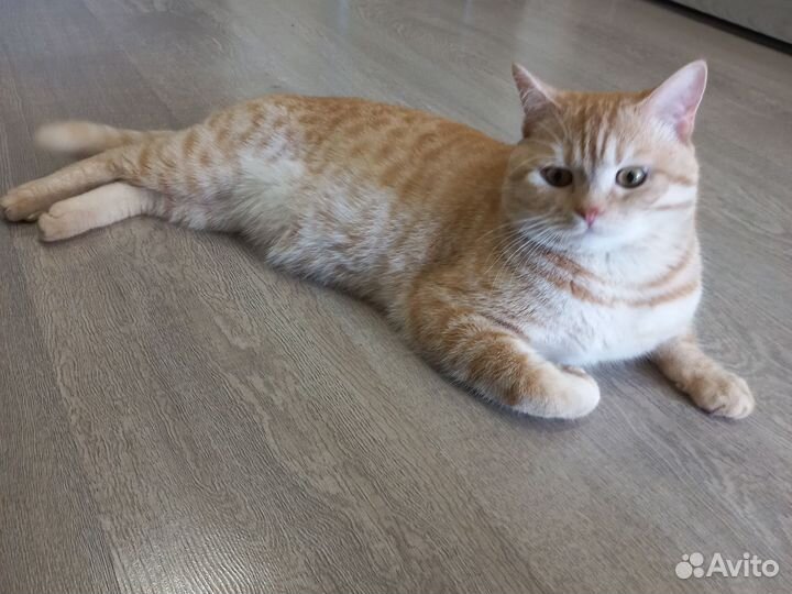 Британские котята