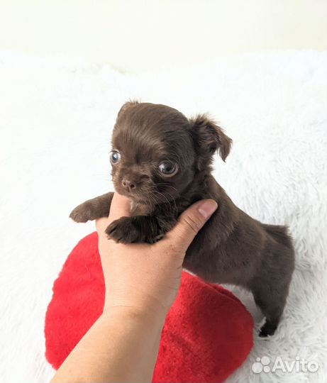 Мини девочка чихуахуа