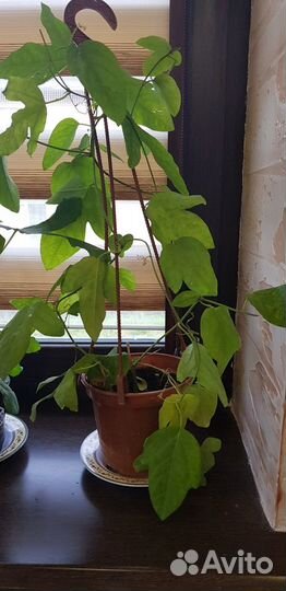 Банан, Маракуйя, Олива, Кофе, Мирт и т.п