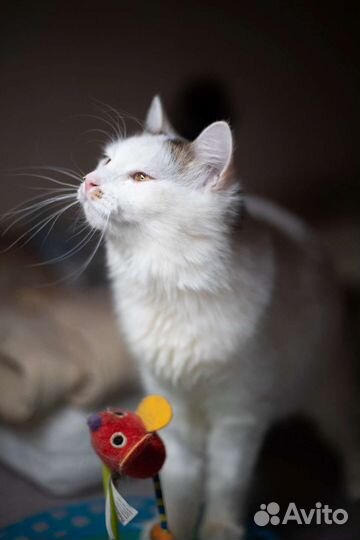 Кошечка Бланш