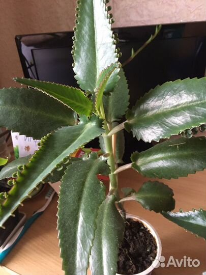 Каланхоэ лекарственное