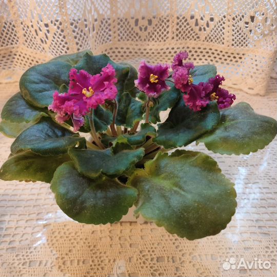 Сортовые фиалки цветущие