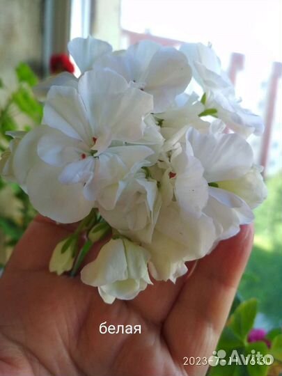 Пеларгонии