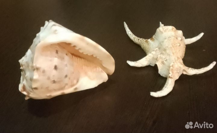 Морские ракушки Кассис корнута и Лямбис