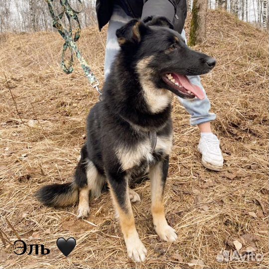 Небольшой метис овчарки