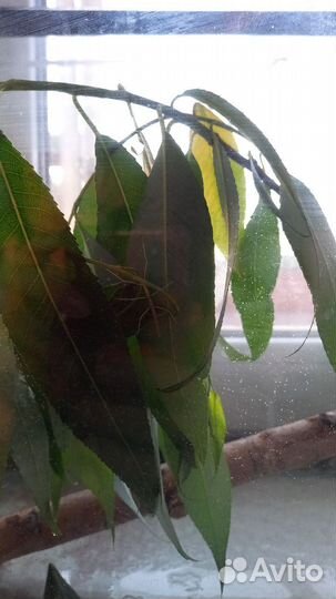 Аннамский палочник