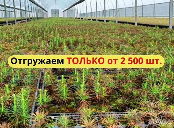 Саженцы сосны и ели окс от производителя