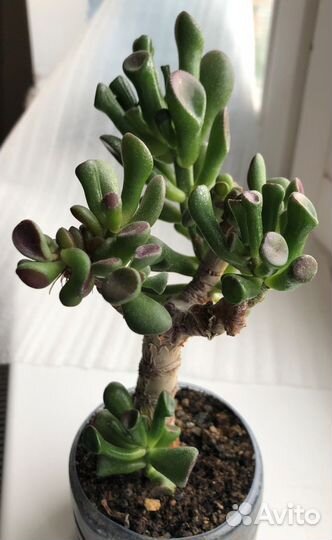 Кактусы долихотеле и другие, крассула 