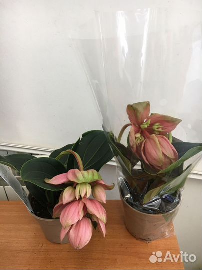 Мединилла Канди