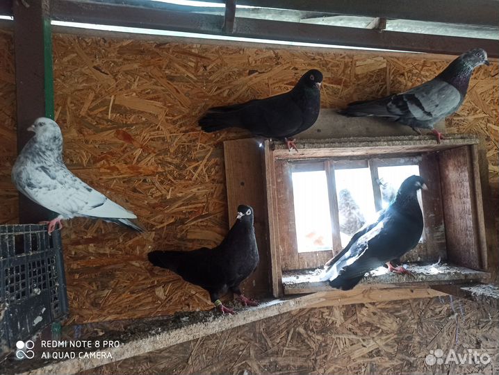 Продам голубей Свердловские