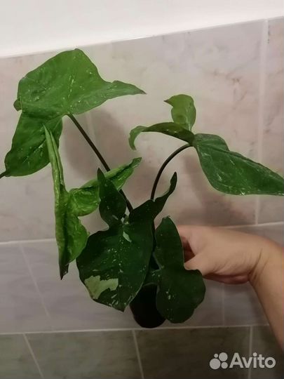 Сингониумы сортовые
