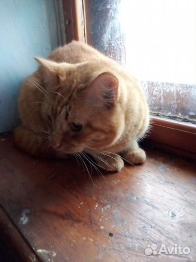 Котик