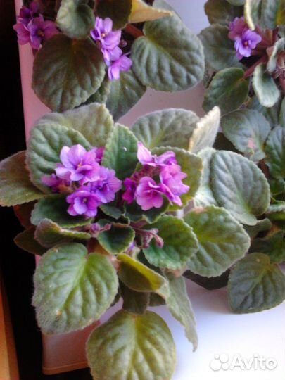 Комнатные цветы Фиалки