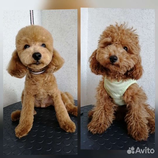 Стрижка собак и кошек