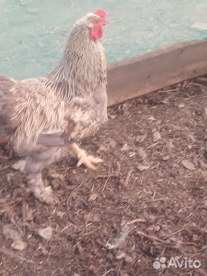 Куры и петухи брама