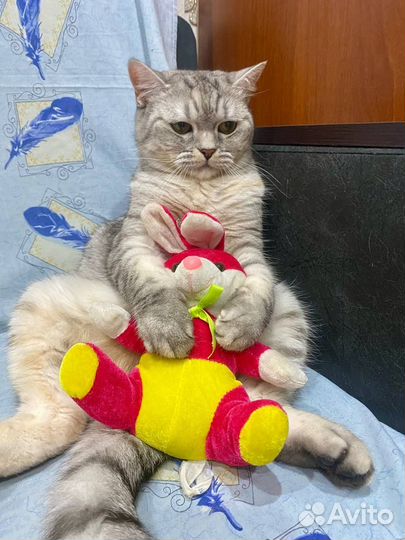 Кошечка в добрые руки