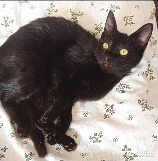 Девочка котёнок, 6 месяцев