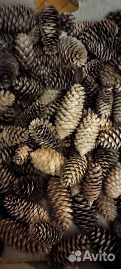 Шишки еловые