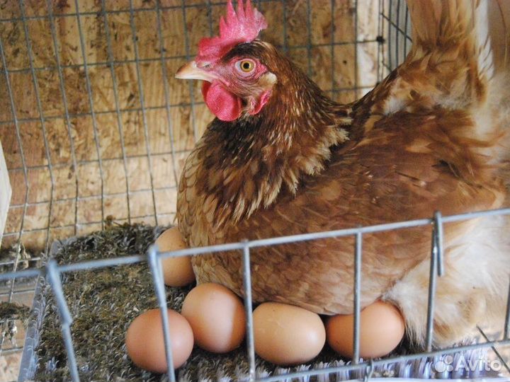 Куры несушки
