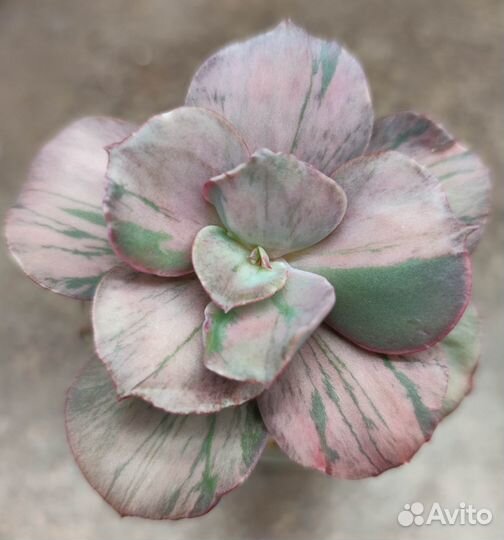 Суккуленты часть 3- Эхеверии, граптоверии