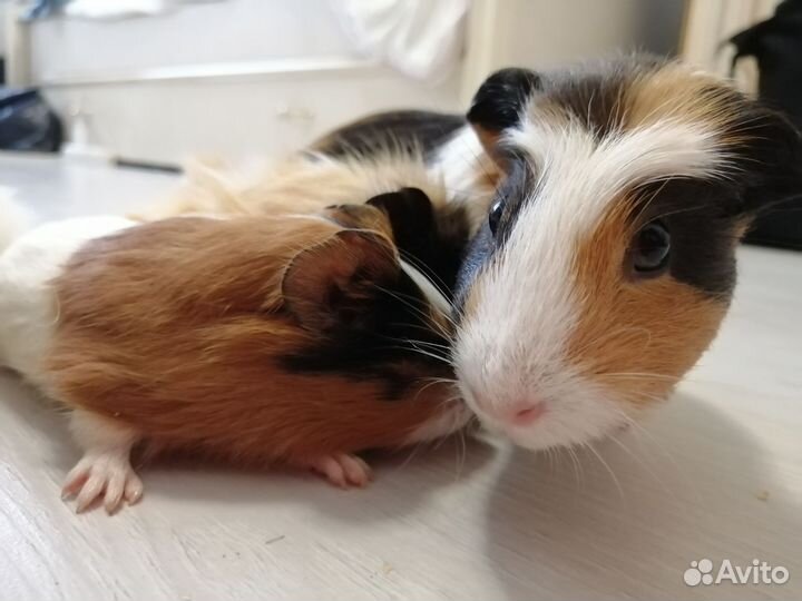 Морские свинки малыши от Крестед и Розетки