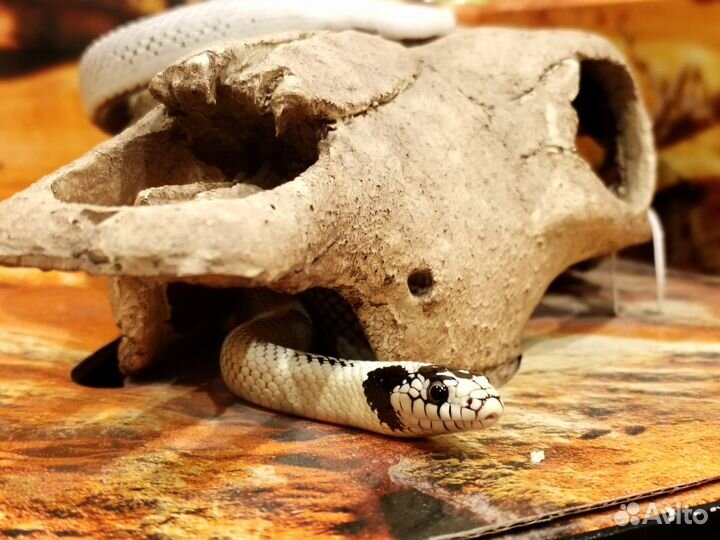 Королевская калифорнийская змея