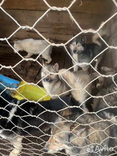 Щенок хаски