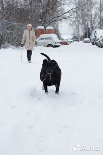 Метис лабрадора