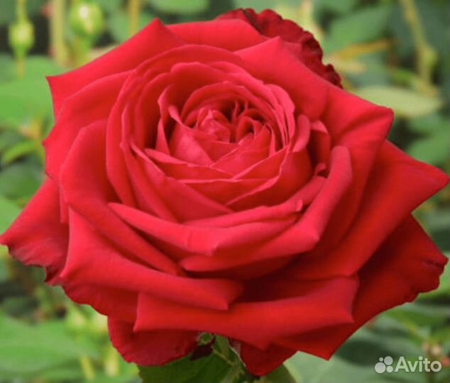 Саженцы Розы Софи Лорен